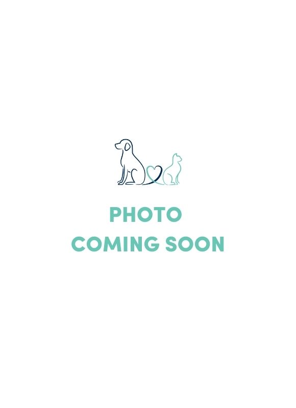 Pet Owner