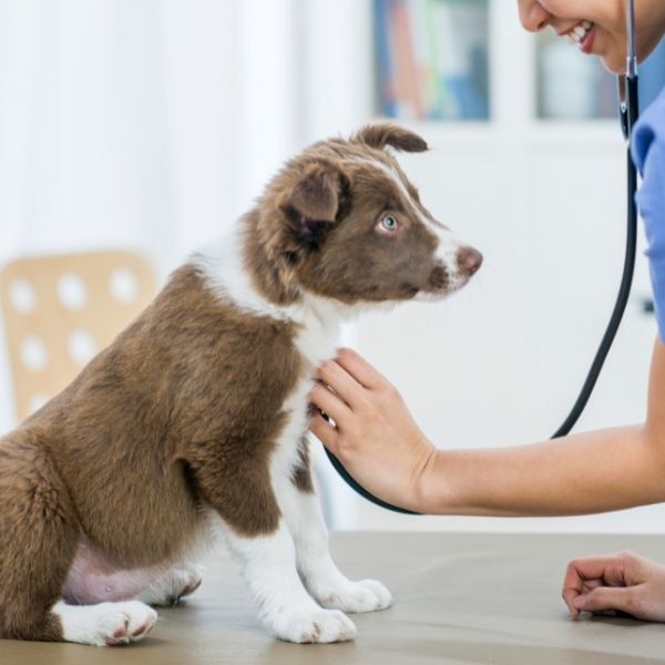 Pet Care Wellness Northfield, OH | Northfield Veterinary Hospital